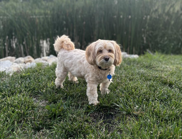 Benji