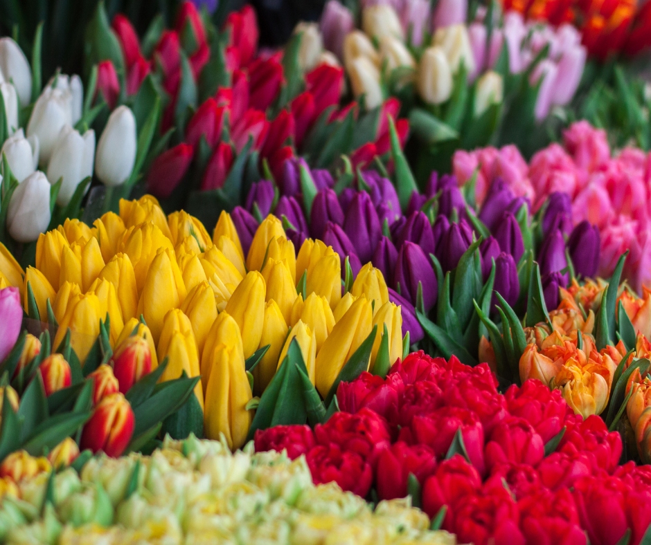 The Tulip Mania: Lessons for Modern Financial Planning